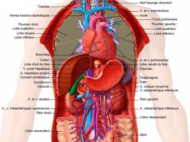 organes.jpg
